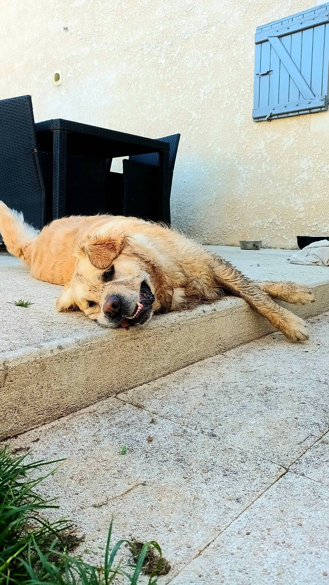Flappy participe au concours pour gagner de l'argent avec cette photo : canidae, carnivore, comfort, companion_dog, dog, dog_breed, dog_supply, fawn, flooring, fur, grass, non_sporting_group, paw, pet_supply, road_surface, sporting_group, terrestrial_animal, window, wood, working_animal