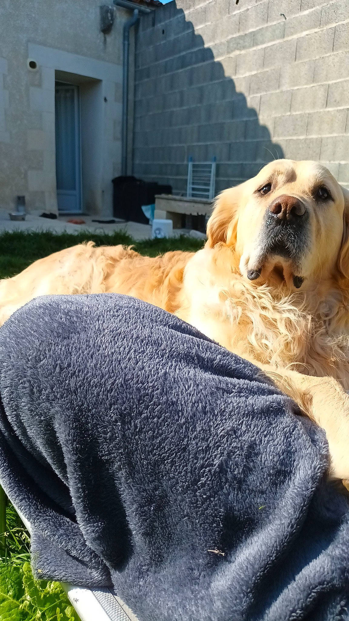 Flappy participe au concours pour gagner de l'argent avec cette photo : canidae, carnivore, collar, comfort, companion_dog, dog, dog_breed, dog_supply, door, fawn, fur, grass, guard_dog, snout, sporting_group, terrestrial_animal, whiskers, winter, working_animal, working_dog