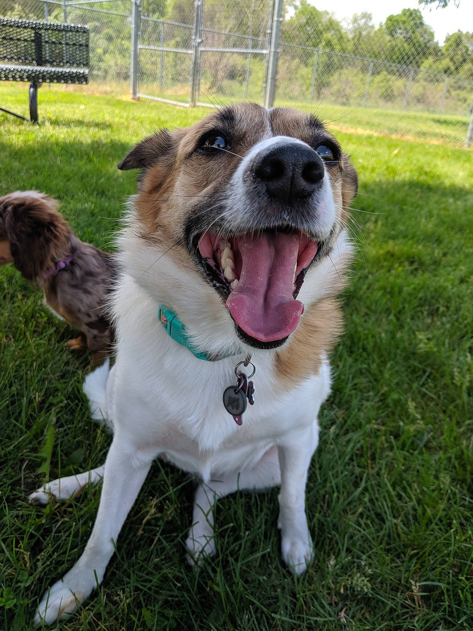 Astrid is registered to the contest to win money with this photo: canidae, carnivore, companion_dog, dog, dog_breed, mammal, moscow_watchdog, rafeiro_do_alentejo, rare_breed_dog, sporting_group, vertebrate, working_dog