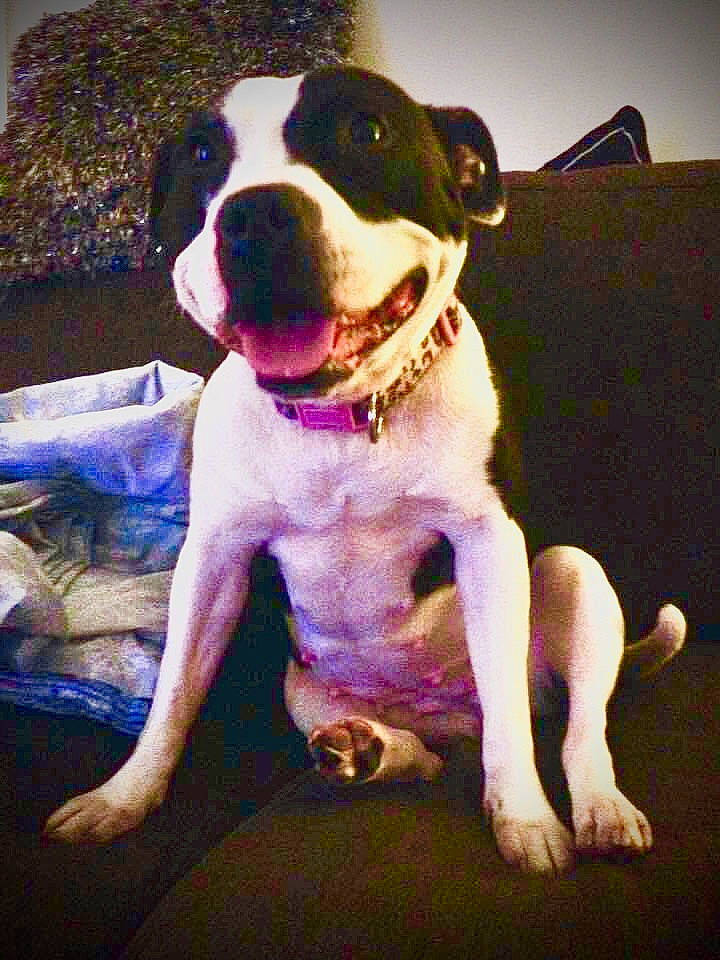 Luna joined the competition — help win amazing prizes! boston_terrier, canidae, carnivore, collar, companion_dog, couch, dog, dog_breed, dog_collar, dog_supply, fawn, fur, guard_dog, leash, pet_supply, snout, sporting_group, whiskers, working_animal, working_dog