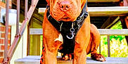 Odin is registered to the contest to win money with this photo: alert, animal, brick_wall, brown_dog, canine, daylight, dog, ears, fence, harness, leash, looking_at_camera, outdoor, paws, pet, porch, sitting, snout, staircase, wooden_steps