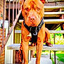 dog, brown_dog, pet, animal, outdoor, wooden_steps, harness, leash, porch, staircase, fence, brick_wall, canine, looking_at_camera, daylight, ears, paws, snout, alert, sitting