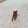 dog, snow, outdoor, playful, running, brown_dog, harness, leash, concrete_wall, stairs, footprints, winter, canine, animal, daylight, park, active, pet, nature, fence