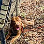 dog, brown_dog, harness, bench, forest, leaves, tree, outdoor, nature, ground, happy, pet, animal, daylight, tongue_out, wood, park, resting, canine, playful