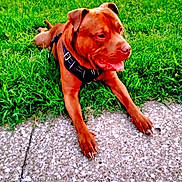 Odin joined the competition — help win amazing prizes! dog, brown_dog, grass, outdoor, pet, canine, tongue_out, harness, relaxed, animal, paw, sidewalk, nature, summer, daylight, laying_down, friendly, cute, mammal, companion