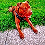 dog, brown_dog, grass, outdoor, pet, canine, tongue_out, harness, relaxed, animal, paw, sidewalk, nature, summer, daylight, laying_down, friendly, cute, mammal, companion