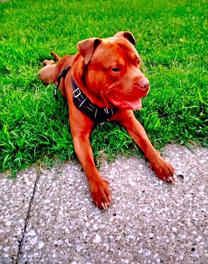 Odin