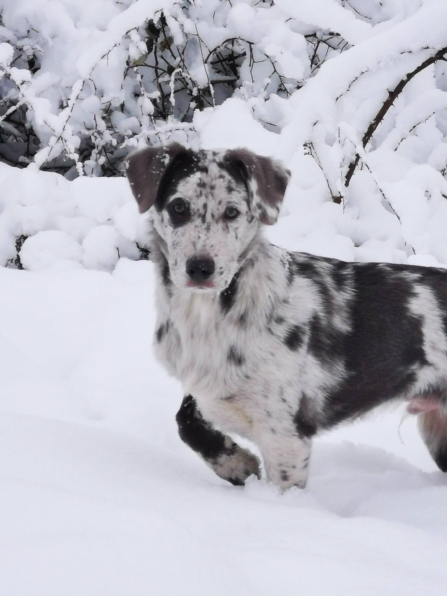 Okami a rejoint le concours — aidez-le/la à gagner de superbes lots ! canidae, carnivore, companion_dog, dog, dog_breed, freezing, fur, monochrome, monochrome_photography, non_sporting_group, precipitation, snout, snow, sporting_group, terrestrial_animal, white, winter, working_dog