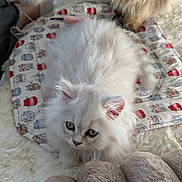 Blue a rejoint le concours — aidez-le/la à gagner de superbes lots ! kitten, cat, fluffy, white_cat, pet, furry, mat, patterned, cozy, soft, fur, indoor, animal, cute, relaxing, companion, home, comfort, curious, resting