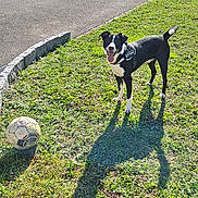 Falco participe au concours pour gagner de l'argent avec cette photo : animal, black_and_white, daytime, dog, fence, grass, happy, nature, outdoor, pavement, pet, playful, shadow, soccer_ball, summer, sunlight, tail_up, tongue_out, trees, yard