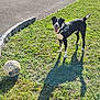 animal, black_and_white, daytime, dog, fence, grass, happy, nature, outdoor, pavement, pet, playful, shadow, soccer_ball, summer, sunlight, tail_up, tongue_out, trees, yard