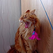 Anubis a rejoint le concours — aidez-le/la à gagner de superbes lots ! animal, cat, closeup, collar, corner, curtain, feline, fluffy, funny, indoors, longhaired, open_mouth, orange_cat, pet, pink_bow, portrait, scratching_board, sitting, wall, yawning