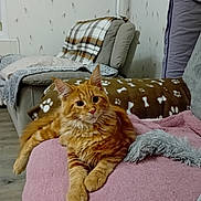 Anubis a rejoint le concours — aidez-le/la à gagner de superbes lots ! cat, orange_tabby, fluffy, pet, indoor, blanket, cushion, sofa, living_room, cozy, relaxed, fur, paw_print, bone_pattern, home_decor, furniture, animal, cute, resting, comfort