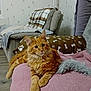cat, orange_tabby, fluffy, pet, indoor, blanket, cushion, sofa, living_room, cozy, relaxed, fur, paw_print, bone_pattern, home_decor, furniture, animal, cute, resting, comfort