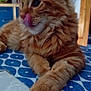 Anubis a rejoint le concours — aidez-le/la à gagner de superbes lots ! cat, orange_tabby, tongue_out, furry, pet, indoor, tablecloth, blue_pattern, relaxed, closeup, paw, whiskers, cute, domestic_cat, mammal, feline, household, laying, fur, playful