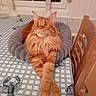 animal, cat, donut_bed, ears, fluffy, ginger_cat, indoor, lobster_pattern, longhaired_cat, lounging, orange_fur, pet, pink_nose, sitting, stretched_paws, table, tablecloth, whiskers, wooden_chair, yellow_eyes