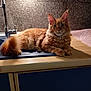 cat, orange_cat, feline, kitchen, countertop, sink, cabinet, furniture, pet, animal, indoor, fur, whiskers, tail, curious, relaxed, domestic, mammal, orange_fur, portrait