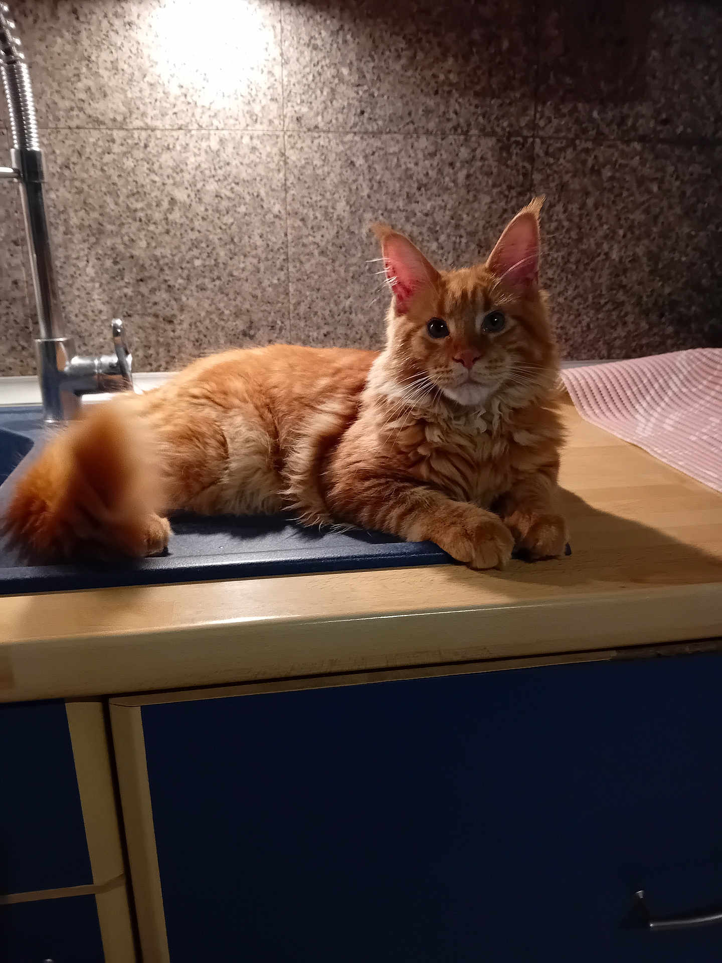 Anubis a rejoint le concours — aidez-le/la à gagner de superbes lots ! cat, orange_cat, feline, kitchen, countertop, sink, cabinet, furniture, pet, animal, indoor, fur, whiskers, tail, curious, relaxed, domestic, mammal, orange_fur, portrait
