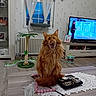 Anubis participe au concours pour gagner de l'argent avec cette photo : cat, cat_toy, curtains, ears, fluffy, ginger_cat, indoor, living_room, long_hair, open_mouth, orange_fur, remote_control, scratching_post, sitting, table, tail, television, whiskers, window, yawning