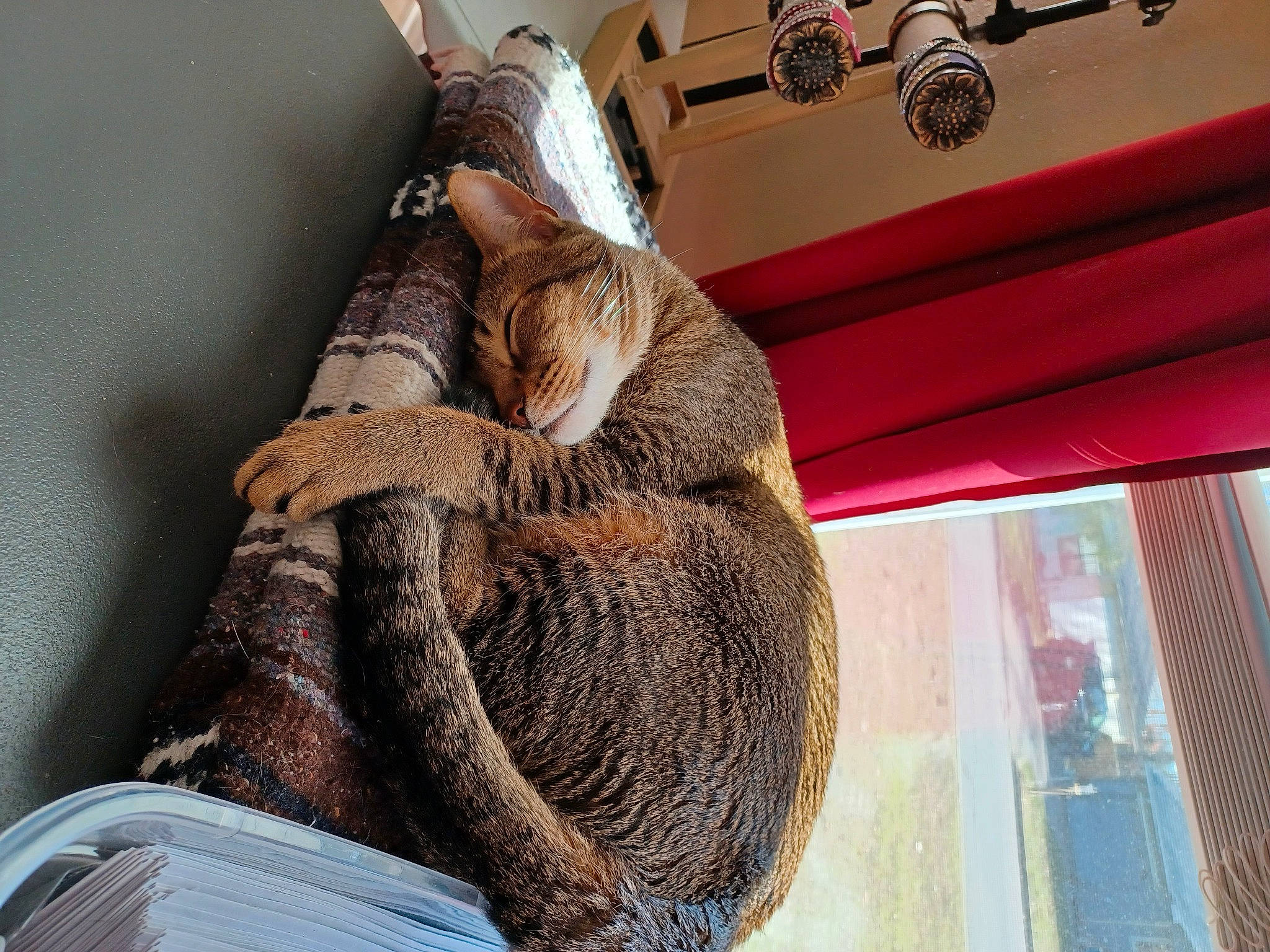 Dax joined the competition — help win amazing prizes! comfort, fashion_accessory, fawn, felidae, fur, knitting, pattern, room, small_to_medium_sized_cats, stuffed_toy, tail, textile, thread, toy, tree, whiskers, wood, wool, woolen