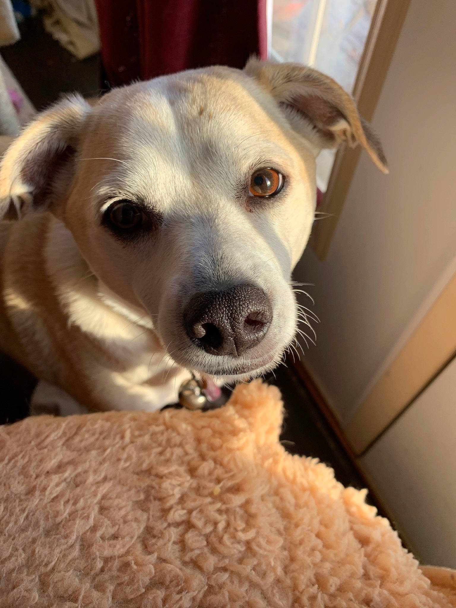 Cece is registered to the contest to win money with this photo: canidae, carnivore, companion_dog, dog, dog_breed, ear, eye, fawn, fur, labrador_retriever, lurcher, mammal, nose, potcake_dog, puppy, rare_breed_dog, snout, sporting_group, whippet, whiskers