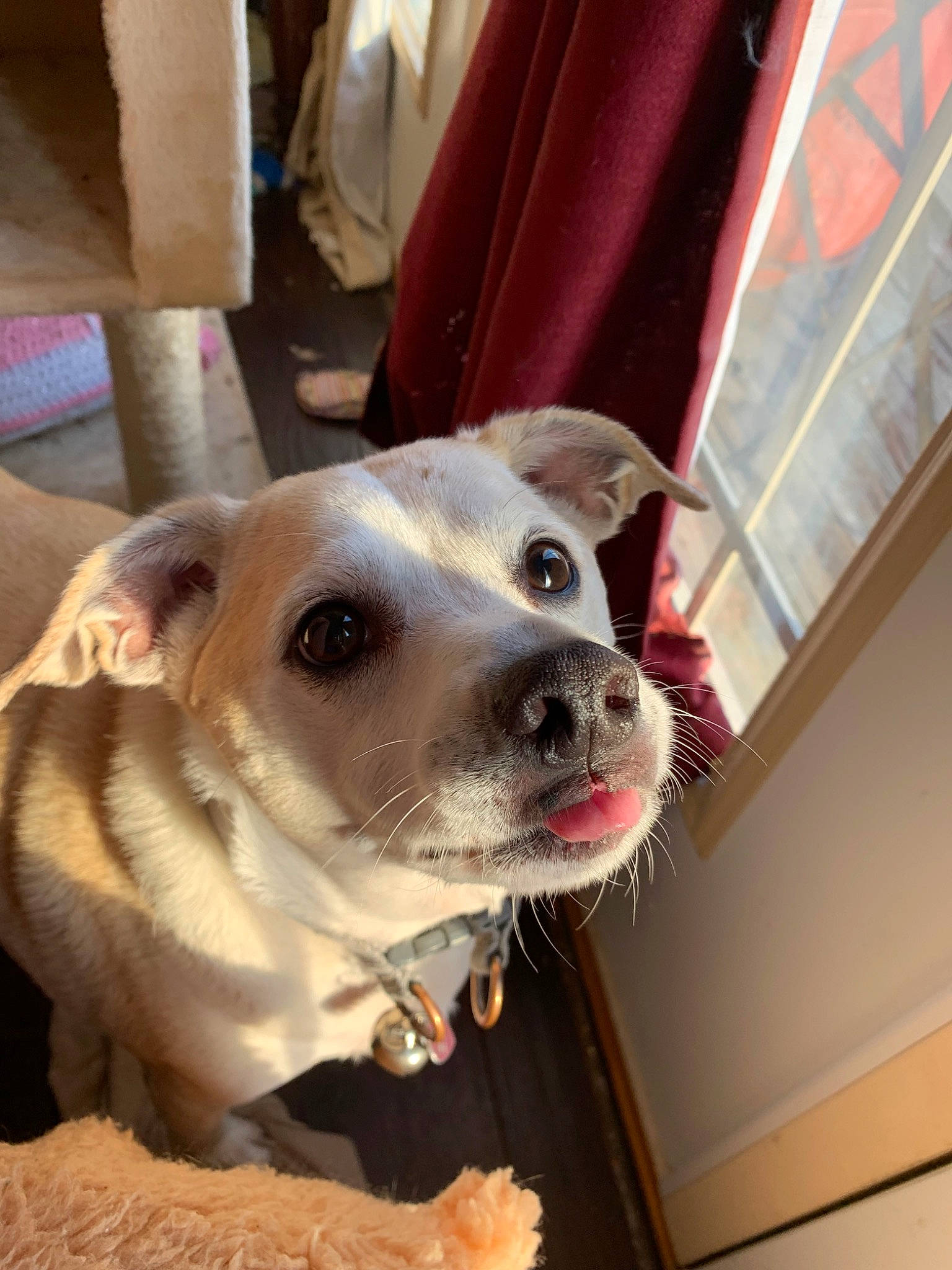 Cece joined the competition — help win amazing prizes! canidae, carnivore, companion_dog, dog, dog_breed, ear, fawn, feist, nose, snout, sporting_group, whiskers