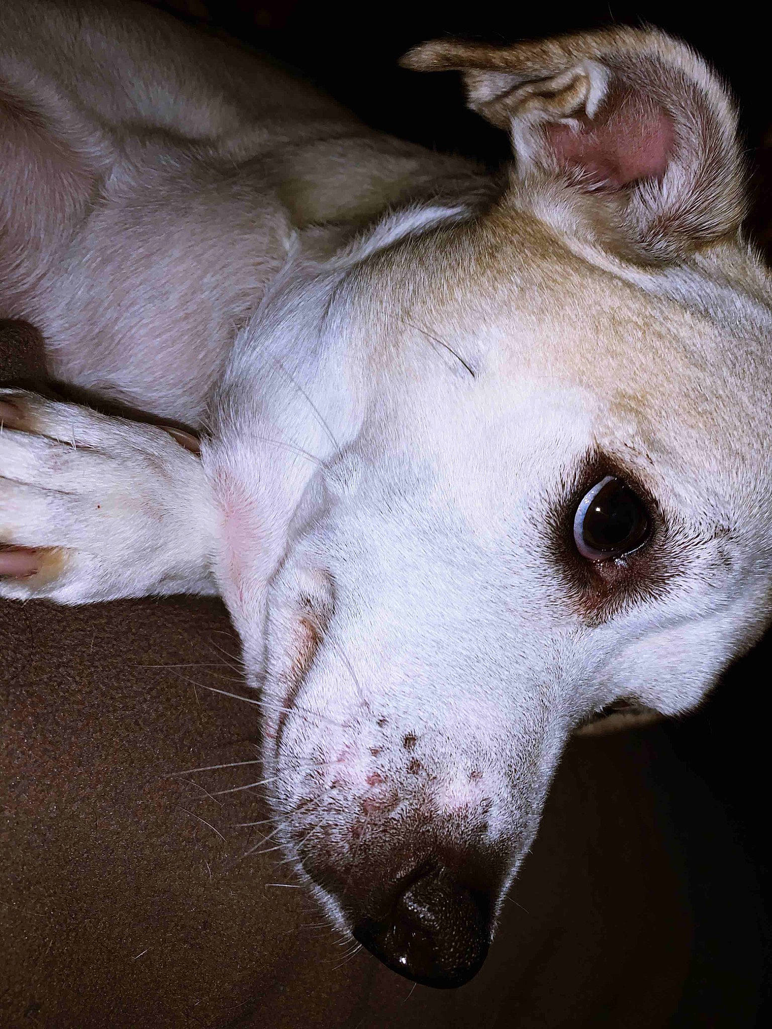 Cece is registered to the contest to win money with this photo: american_hairless_terrier, canidae, carnivore, dog, dog_breed, ear, eye, galgo_espanol, ibizan_hound, italian_greyhound, lurcher, mammal, non_sporting_group, nose, peruvian_hairless_dog, snout, vertebrate, whippet, whiskers