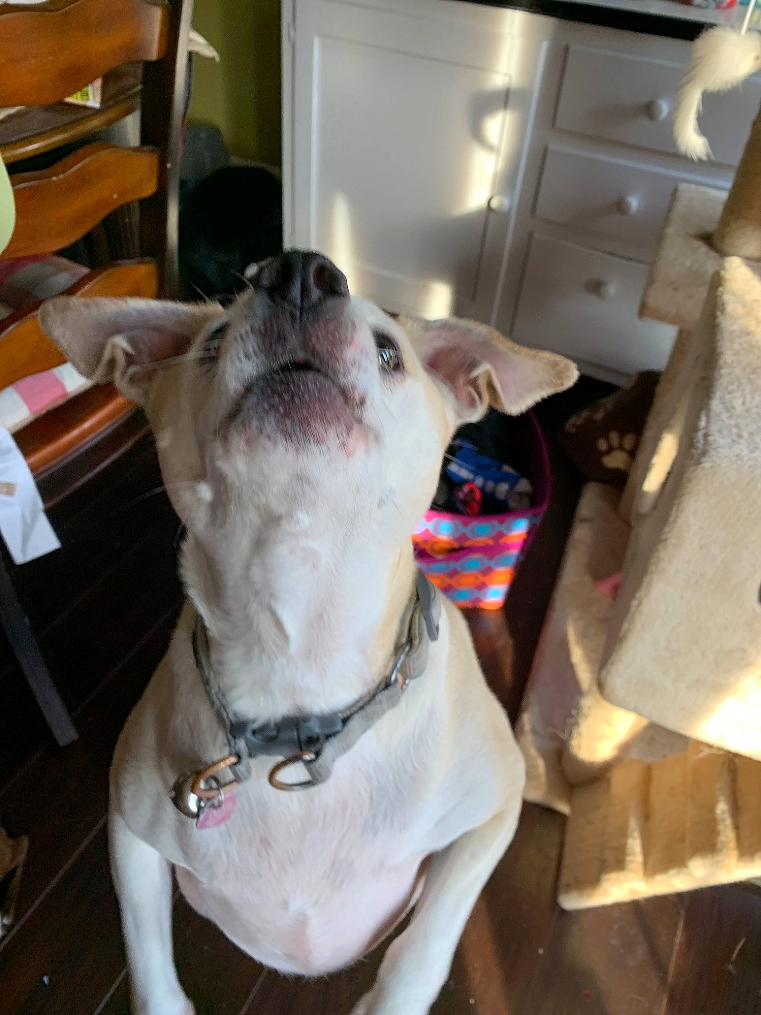 Cece joined the competition — help win amazing prizes! american_pit_bull_terrier, canidae, carnivore, dog, dog_breed, dog_collar, ear, fawn, french_bulldog, jaw, mammal, non_sporting_group, pit_bull, snout