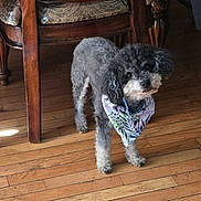 Lucky is registered to the contest to win money with this photo: animal, bandana, brown, canine, chair, curious, curly_fur, cute, dog, domestic_animal, flooring, furniture, gray, home, indoor, looking, pet, standing, white, wooden_floor