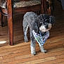 animal, bandana, brown, canine, chair, curious, curly_fur, cute, dog, domestic_animal, flooring, furniture, gray, home, indoor, looking, pet, standing, white, wooden_floor