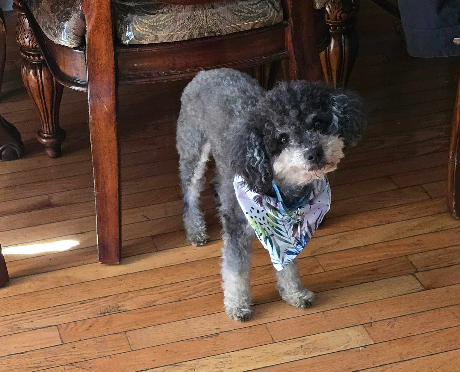 Lucky is registered to the contest to win money with this photo: animal, bandana, brown, canine, chair, curious, curly_fur, cute, dog, domestic_animal, flooring, furniture, gray, home, indoor, looking, pet, standing, white, wooden_floor