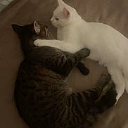 Xena participe au concours pour gagner de l'argent avec cette photo : animal, bed, blanket, cat, companionship, cozy, cuddling, cute, ears, feline, fur, indoor, pets, relaxing, resting, sleeping, tabby_cat, tail, whiskers, white_cat