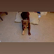 Tyson a rejoint le concours — aidez-le/la à gagner de superbes lots ! animal, brown_dog, calm, canine, companion, cushion, dog, domestic_animal, floor, home, indoor, looking_up, lying_down, mammal, pet, quiet, relaxed, resting, tile_floor, white_paws