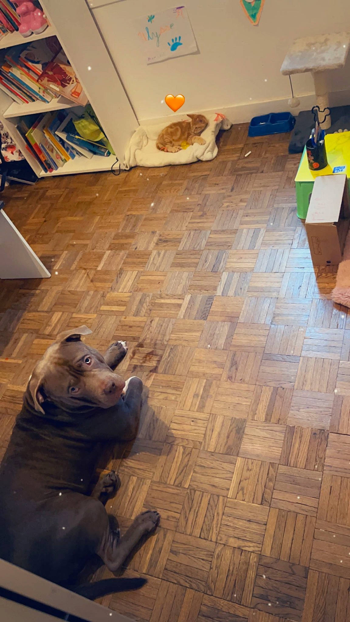 Tyson a rejoint le concours — aidez-le/la à gagner de superbes lots ! architecture, art, carpet, door, floor, flooring, hardwood, laminate_flooring, metal, plywood, road_surface, room, sculpture, statue, tile_flooring, tints_and_shades, visual_arts, wood, wood_flooring, wood_stain