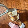 Navi joined the competition — help win amazing prizes! cat, orange_cat, white_cat, wooden_floor, crutch, metal, pink_slipper, slipper, foot, sock, pet, indoor, playful, furry, animal, floor, toy, cozy, home, shadow