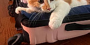 Navi joined the competition — help win amazing prizes! kitten, cat, orange_cat, white_cat, pet, indoor, suitcase, clothes, wooden_floor, curious, closeup, paw, feline, domestic_cat, cabinet, flooring, resting, young_cat, whiskers, household