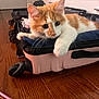 kitten, cat, orange_cat, white_cat, pet, indoor, suitcase, clothes, wooden_floor, curious, closeup, paw, feline, domestic_cat, cabinet, flooring, resting, young_cat, whiskers, household