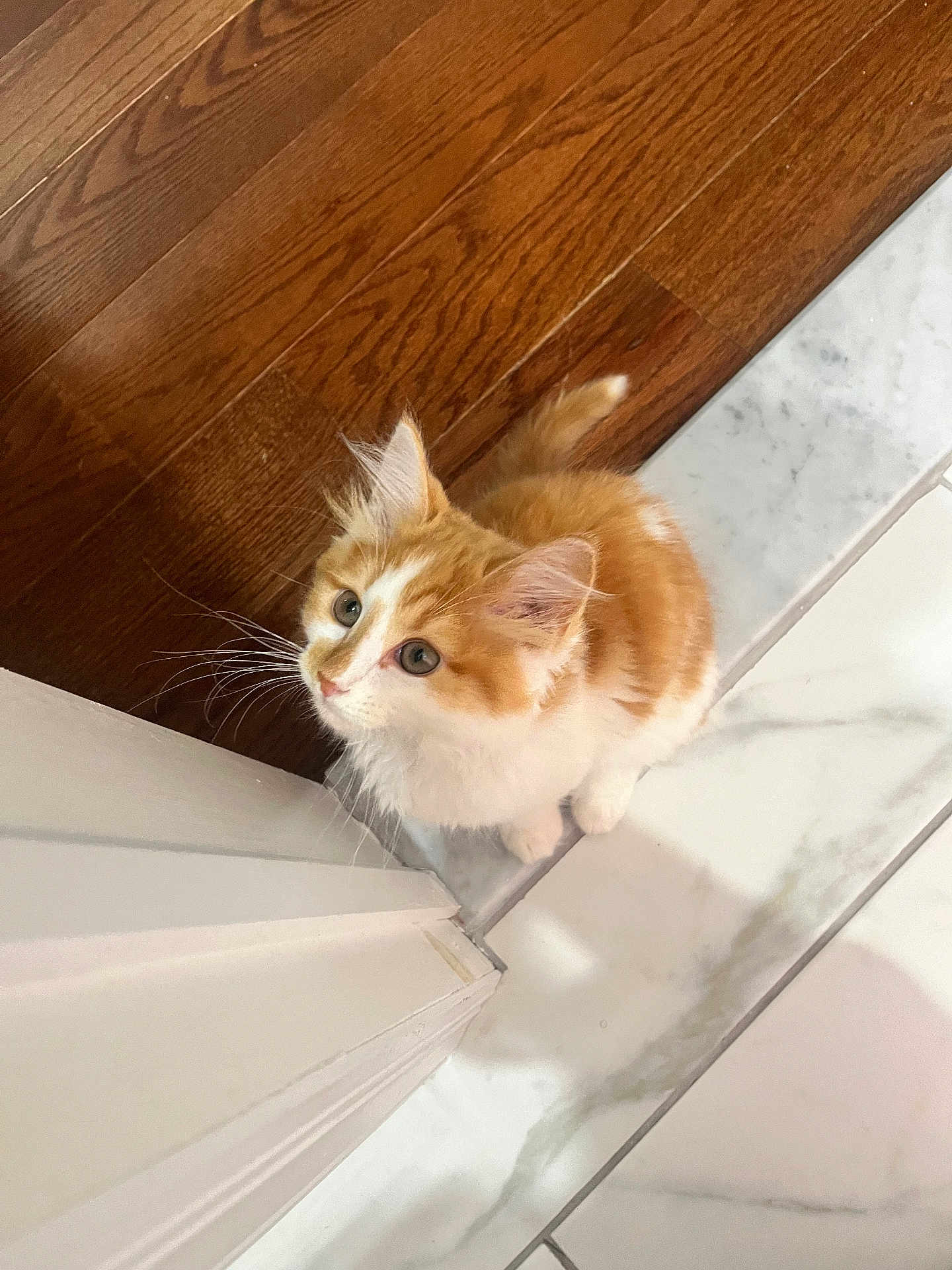 Navi