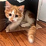 Navi joined the competition — help win amazing prizes! cat, kitten, orange_and_white, cardboard_box, wooden_floor, tail, curious, indoor, pet, animal, feline, whiskers, blurred_face, playful, cozy, young_cat, floor, paw, home, cute