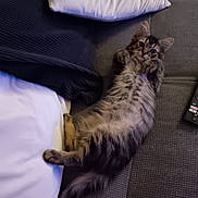 Alvin participe au concours pour gagner de l'argent avec cette photo : kitten, cat, tabby, fluffy, couch, pillow, blanket, indoor, pet, fur, relaxed, cute, lying_down, animal, whiskers, tail, paw, gray, striped, domestic