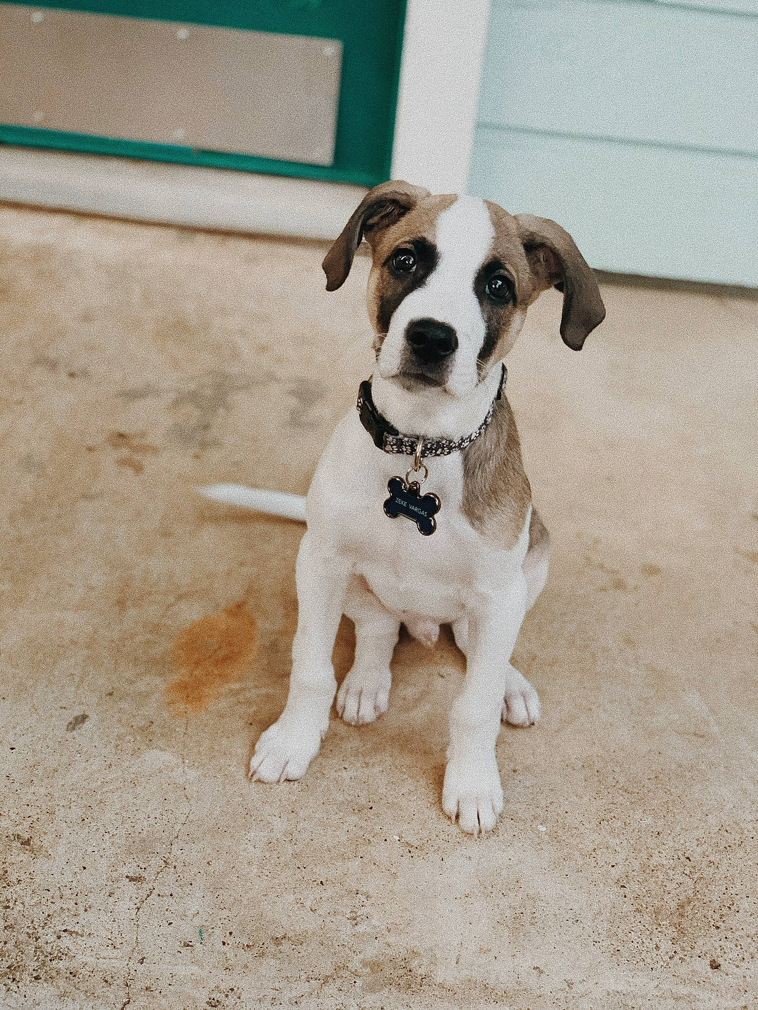 Zeke joined the competition — help win amazing prizes! canidae, carnivore, circle, collar, companion_dog, dog, dog_breed, dog_clothes, dog_collar, dog_supply, fashion_accessory, fawn, flooring, leash, pet_supply, snout, sporting_group, tail, terrier, working_animal