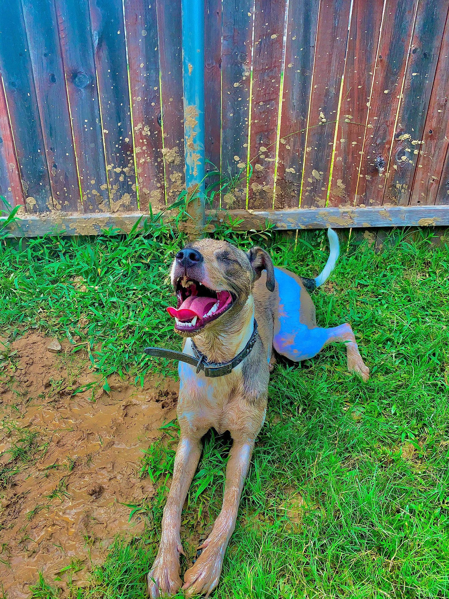 Zeke joined the competition — help win amazing prizes! canidae, carnivore, collar, companion_dog, dog, dog_breed, dog_collar, dog_supply, fawn, fence, garden_hose, grass, groundcover, home_fencing, pet_supply, plant, sporting_group, tail, working_animal, working_dog