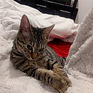 Kae participe au concours pour gagner de l'argent avec cette photo : bed, bedroom, blanket, cat, cozy, cuddly, dresser, ear, fur, indoor, makeup_products, monitor, paw, pet, resting, stripes, tabby_cat, television, whiskers, white_blanket