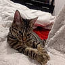 bed, bedroom, blanket, cat, cozy, cuddly, dresser, ear, fur, indoor, makeup_products, monitor, paw, pet, resting, stripes, tabby_cat, television, whiskers, white_blanket