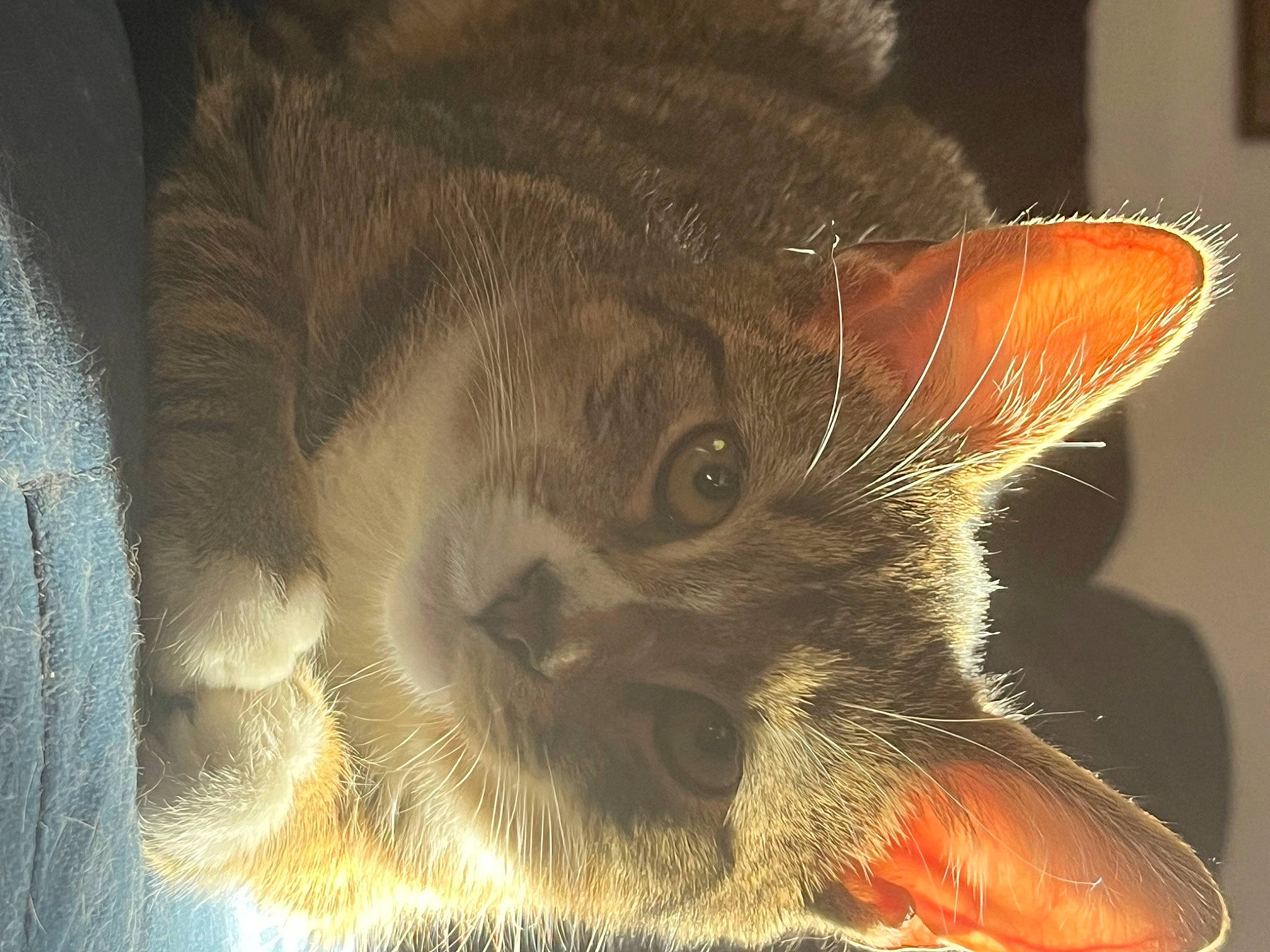 Anya joined the competition — help win amazing prizes! carnivore, cat, claw, domestic_short_haired_cat, ear, fawn, felidae, fur, macro_photography, paw, small_to_medium_sized_cats, snout, whiskers