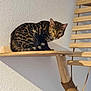 alert, animal, bengal_cat, cat, cat_tree, ears, eyes, feline, fur_pattern, home, indoor, looking, perched, pet, spotted_fur, tail, texture, wall, whiskers, wooden_platform