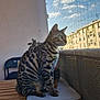 animal, balcony, building, cat, chair, clouds, curious, daylight, feline, green_eyes, netting, outdoor, pet, plant, sitting, sky, striped, table, urban, window