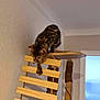 animal, bengal_cat, blanket, cat, cat_tree, climbing, couch, cozy, curious, domestic_cat, furniture, home, indoor, living_room, pet, rope, stairs, wall, wood, wooden_ladder