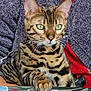 animal, bengal_cat, cat, close_up, collar, domestic_cat, fabric, feline, fur, green_eyes, grey, indoor, leash, patterned_surface, paw, pet, red, sitting, striped, whiskers