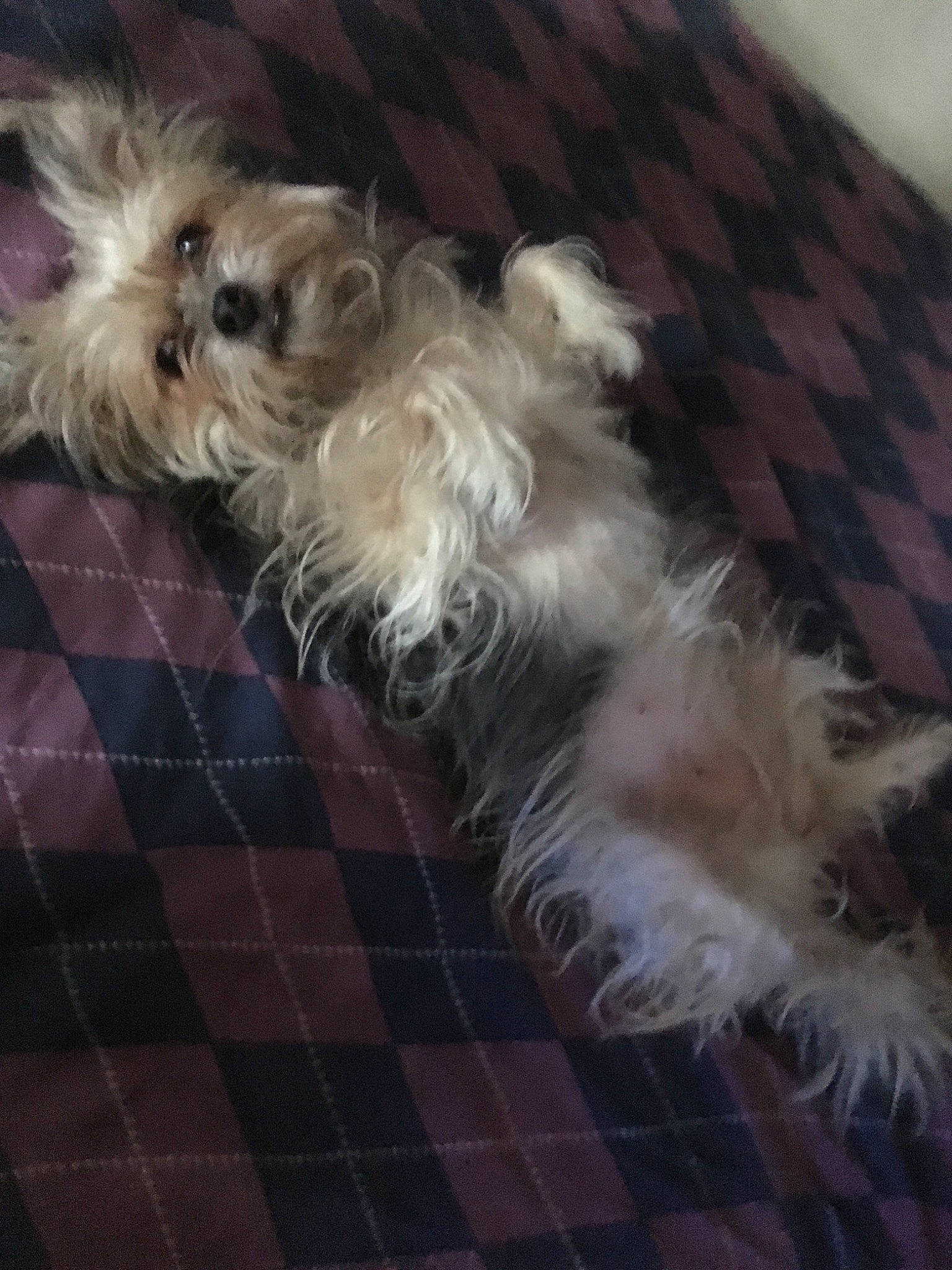 Lala Lexis Johnson joined the competition — help win amazing prizes! bolonka, canidae, carnivore, chinese_imperial_dog, companion_dog, dog, dog_breed, glen_of_imaal_terrier, lhasa_apso, mammal, morkie, puppy, rare_breed_dog, schnoodle, shih_tzu, small_terrier, sporting_lucas_terrier, terrier, toy_dog, yorkshire_terrier